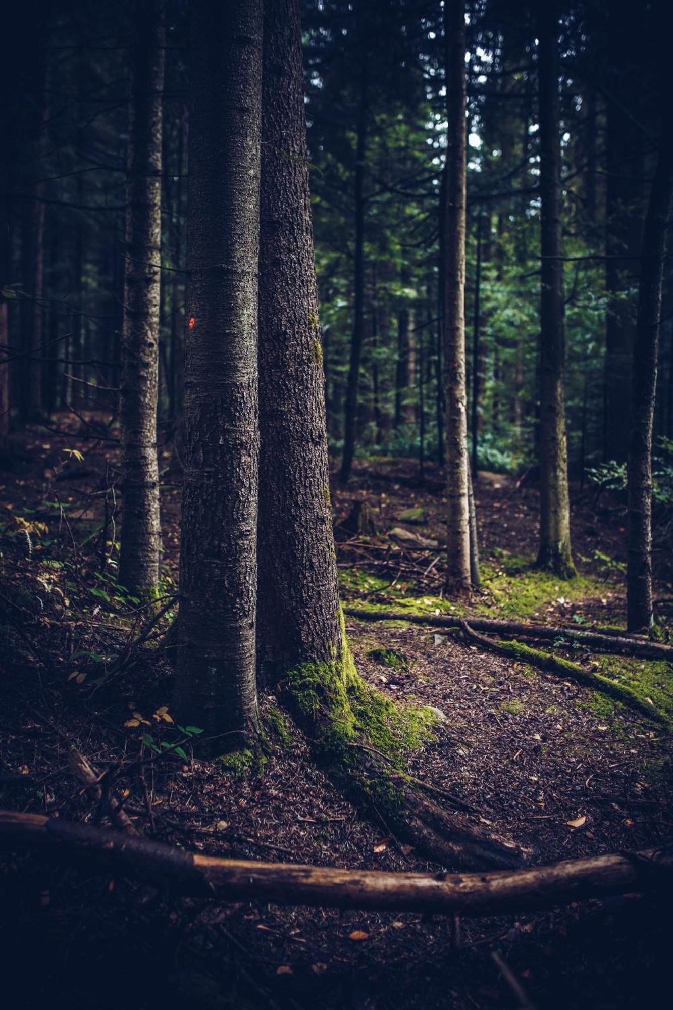 Łosiówka Bystre  Zewnętrze zdjęcie